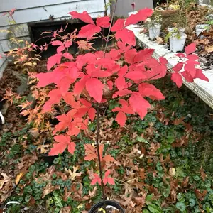 Acer griseum Paper Park Maple Tree with Vibrant Red Leaves for Garden Decoration and Outdoor Use