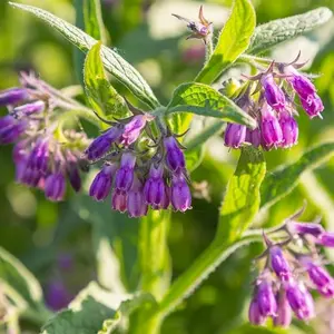 100+ True Comfrey Seeds - Symphytum Officinale Home Garden Planting - Non-gmo, Heirloom Flower Seeds for Vibrant Greenery