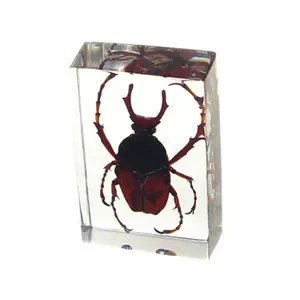 212 MAIN Transparent Preserved Insect Paperweight - Regular Size Small Variant, Office Commercial Furniture Desk Ornaments with Real Antler Horned Beetle, Flower, Leaf Accents