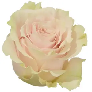 Rose Pink Mondial - 100 Stems