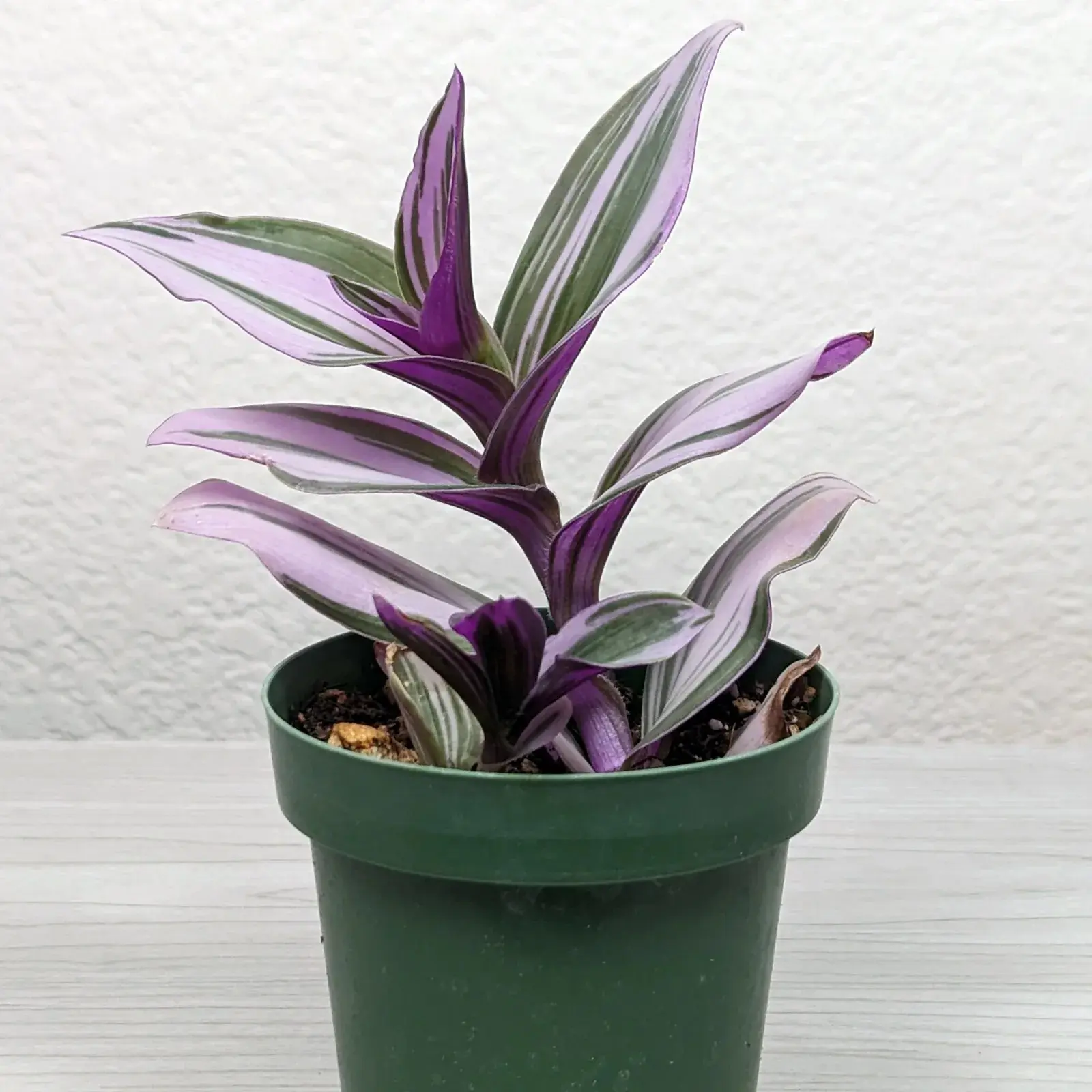 Succulent Live Plant - Tradescantia Nanouk : Pink Wandering Jew - In 3" Pot