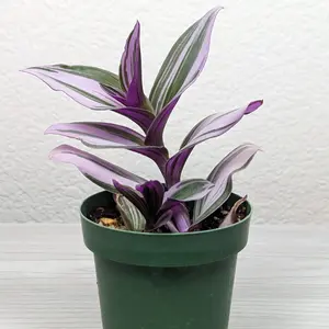 Succulent Live Plant - Tradescantia Nanouk : Pink Wandering Jew - In 3" Pot