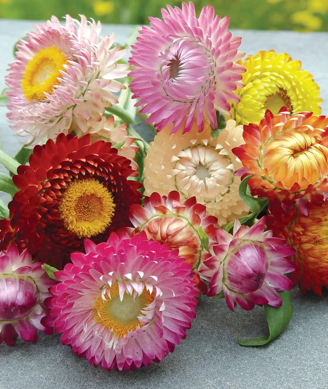 Mixed Color Tall Strawflower Flower Seeds Non GMO Heirloom Seeds for Planting Flower Garden Cut Flower Favorite Gardening Gift