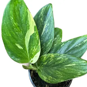 Philodendron 4in Standleayana Variegated