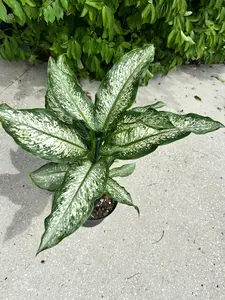 Dieffenbachia 'Delilah' - 8" pot