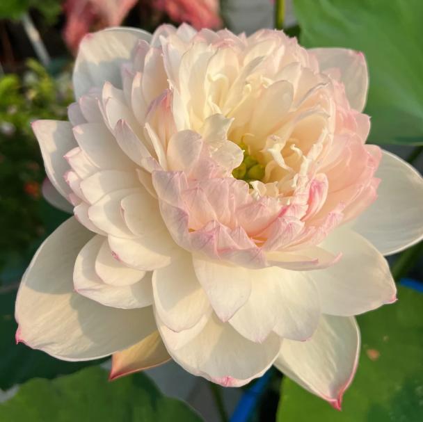 Mini Lotus Seeds Non-GMO – Easy-to-Grow Dwarf Lotus, Colorful Blooming Aquatic Flowers, Indoor Bowl Plant & Outdoor Pond Ornamental, Beginner-Friendly, Stunning Summer Blooms Mini Lotus Seeds Non-GMO – Easy-to-Grow Dwarf Lotus, Colorful Blooming Aquatic Flowers, Indoor Bowl Plant & Outdoor Pond Ornamental, Beginner-Friendly, Stunning Summer Blooms