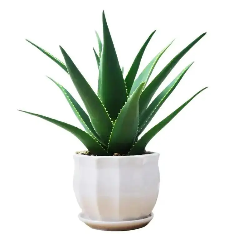 100 Aloe Vera Seeds - Plants Indoor Starter Kit, Drought-Tolerant Succulents, Natural Air Purifier for Home/Office, Gardening Gift Idea