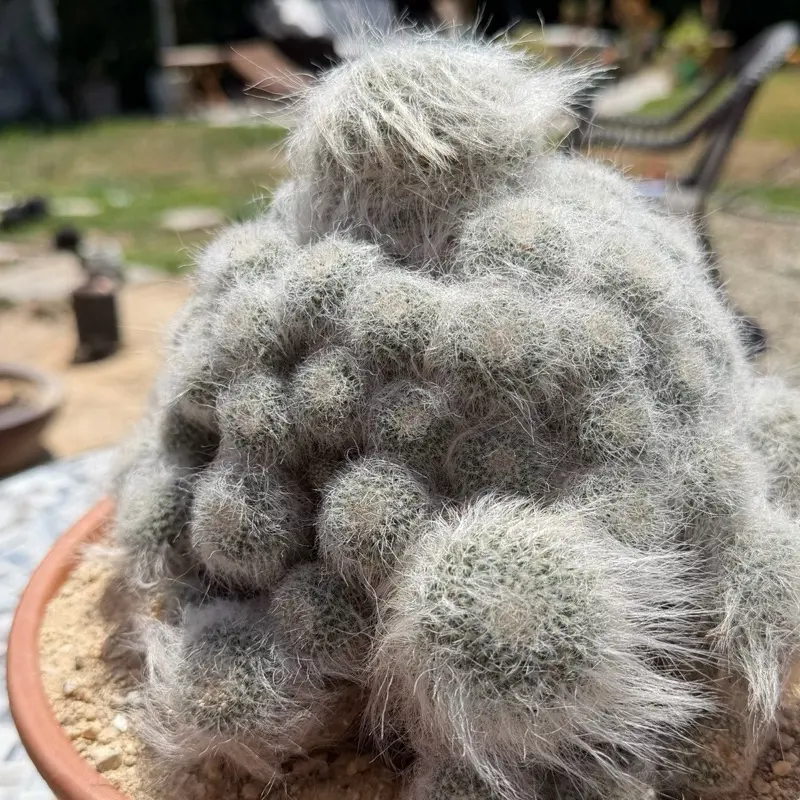 Old lady cactus cluster
