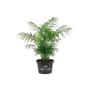Parlor Palm - 1 Live Plant in a 4 Inch Pot - Easy Care Low Light Indoor Tropical Houseplant - Chamaedorea elegans