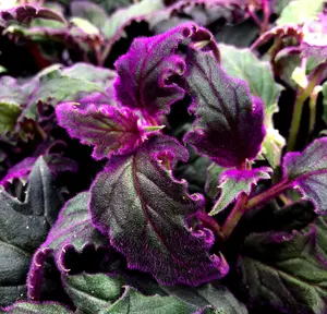 Gynura Aurantiaca Purple Passion Plants Live - 2 Live Starter Plants in 2 Inch Pots