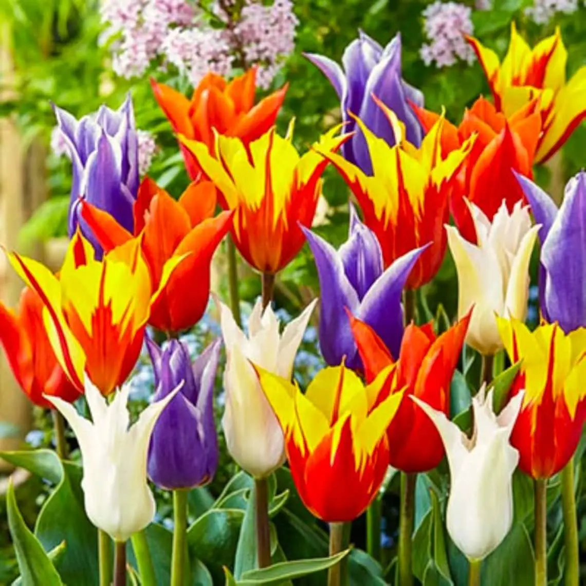 50 Mixed Color Tulip Seeds Fragrant Flower Plant (much less money than bulbs) - FRESH SEEDS - Limited Supply - Order Soon - Thank You