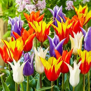 50 Mixed Color Tulip Seeds Fragrant Flower Plant (much less money than bulbs) - FRESH SEEDS - Limited Supply - Order Soon - Thank You