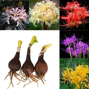 3 Lycoris Bulbs Nellini Bulbs Red Bowden Lily Bulbs Cold Resistant Easy to Grow Perennial Flower Seeds for Gardeners