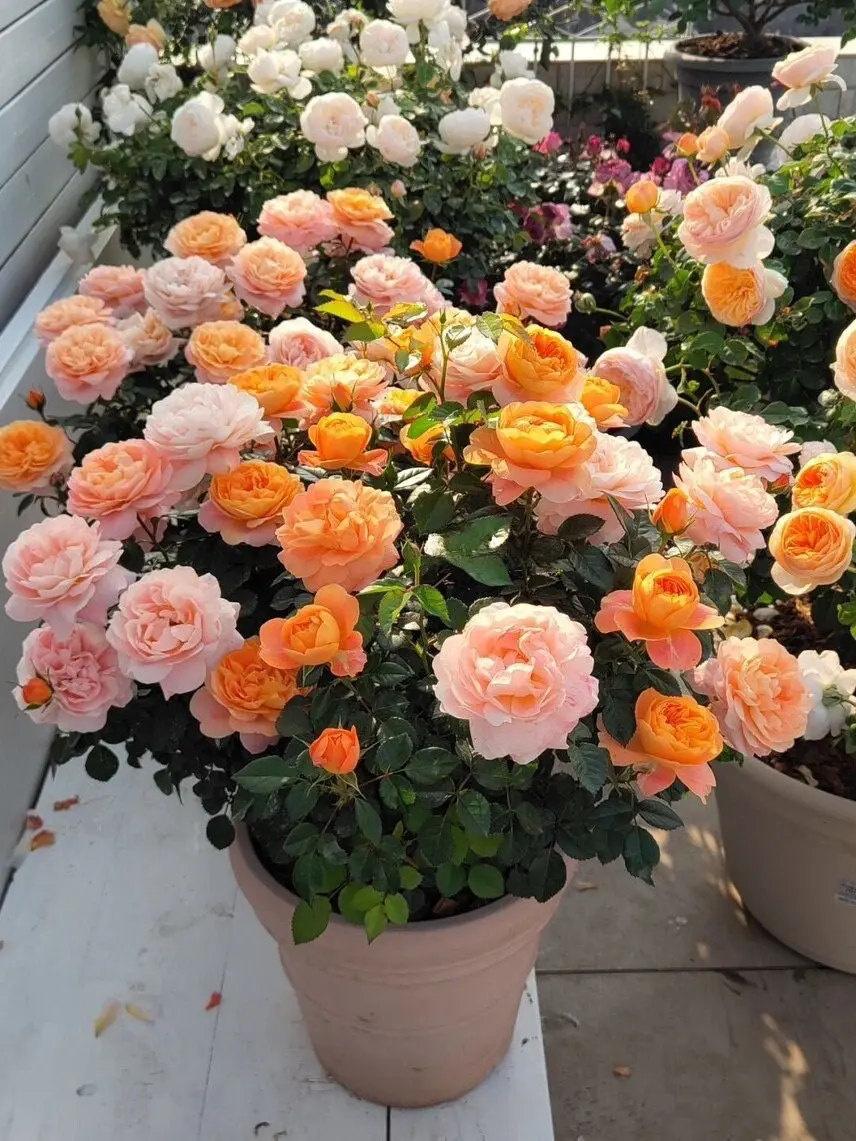 Rosa 'Juiced Terrazza ' 1Gal Own Root Live Plant| Miniature Rose Bush| Warm Sunset Tones| Apricot Orange Patio Container Rose|