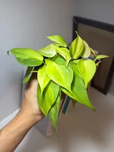 RZ-36  Philodendron Brasil Live Indoor Plant in 4 Inch Nursery Pot, Heart Leaf Philodendron with Green and Yellow Variegated Trailing Foliage for Home Office Desk Shelf and Bright Spaces