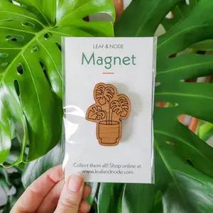 Monstera Deliciosa “Swiss Cheese Plant” - Plant Magnet