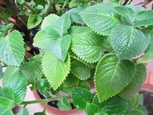 2 Cuban Oregano- Mexican Mint - Spanish Thyme - Well Rooted plant 5 to 7 Inches