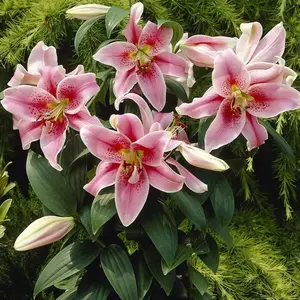 Oriental LILY ‘Mona Lisa (Bulbs) .Perennial