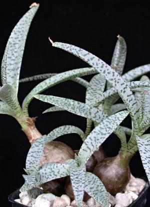 Silver Squill - Ledebouria Socialis 'Miner'