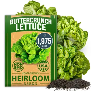 HOME GROWN Buttercrunch Lettuce Seeds - Bulk Pack - 1975 Heirloom Non-GMO Seeds - Seeds for Hydroponic Garden Indoor Outdoor - Butter Lettuce Vegetable Seeds for Planting (Lactuca Sativa)