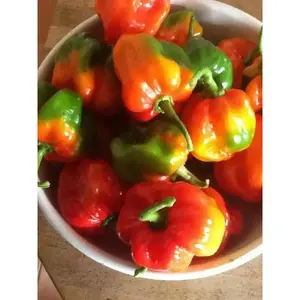 Pepper Seeds ,Antiguan Scotch Bonnet