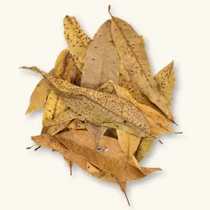 Natural Colombian Mango Leaves (20c) by Betta Botanicals for Dart Frog Vivariums & Blackwater Aquariums