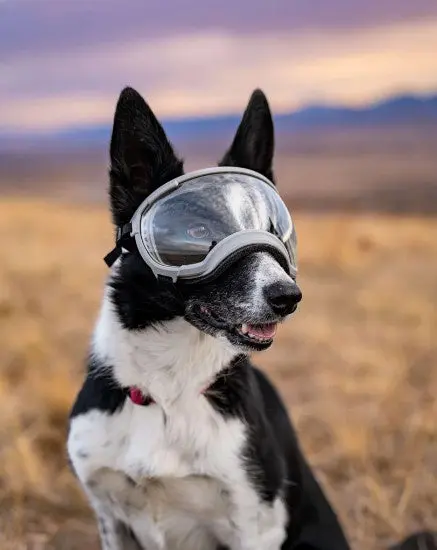 Rex Specs Goggles