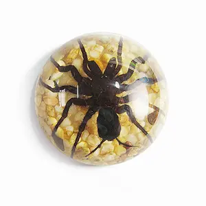 Real Tarantula Half Dome Paperweight w/ Rocks