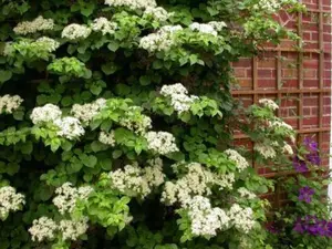 50 Climbing Hydrangea Seeds, Hydrangea anomala petiolaris, Vine Seeds, (Showy, Fragrant)