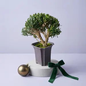 Live Japanese Boxwood Bonsai