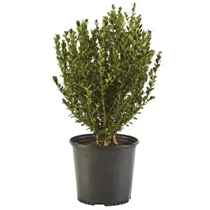 2.5 Qt. Wintergreen Boxwood Shrub Plant