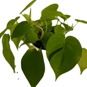 6" Philodendron Neon Hanging Indoor Houseplant