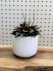 Peperomia Caperata Ripple Peperomia - Compact Low-Maintenance Indoor Plant with Heart-Shaped Leaves & Ripples - Ideal for Desks & Small Spaces