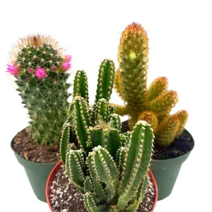 BubbleBlooms Cactus Assortment, 4 inch Set of 3, Best-Sellers Most Popular Cacti Variety
