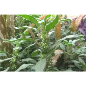 Pennsylvania Pellitory Native Shade Wildflower Woodland Seeds 4 Pack x 100 Seeds Parietaria pensylvanica Hardy