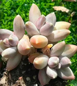 Pachyphytum 'Pinecone Beauty' Mini Cluster (around 2.5'')- Bare Root Succulents - Terra Tales