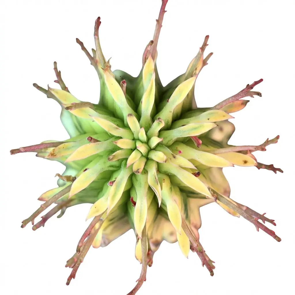 Euphorbia mammillaris Corn on the Cob Cactus