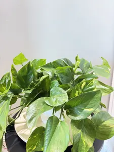 6'' Pothos - Golden