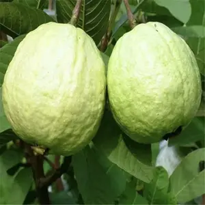 100 White Guava Seeds GIANT BANGKOKSweet Fruit Psidium Guaava 2-3x Larger Than Pink Rich in Sugar & Vitamin CCreamy Texture Easy Indoors or OutdoorsHouseplant