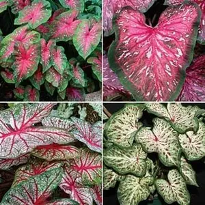 Caladium Tropical Mix(12 Bulbs) Rich red Foliage with Contrasting Green Borders