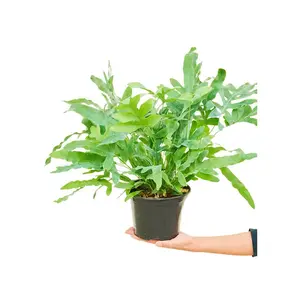 Blue Star Fern, Medium