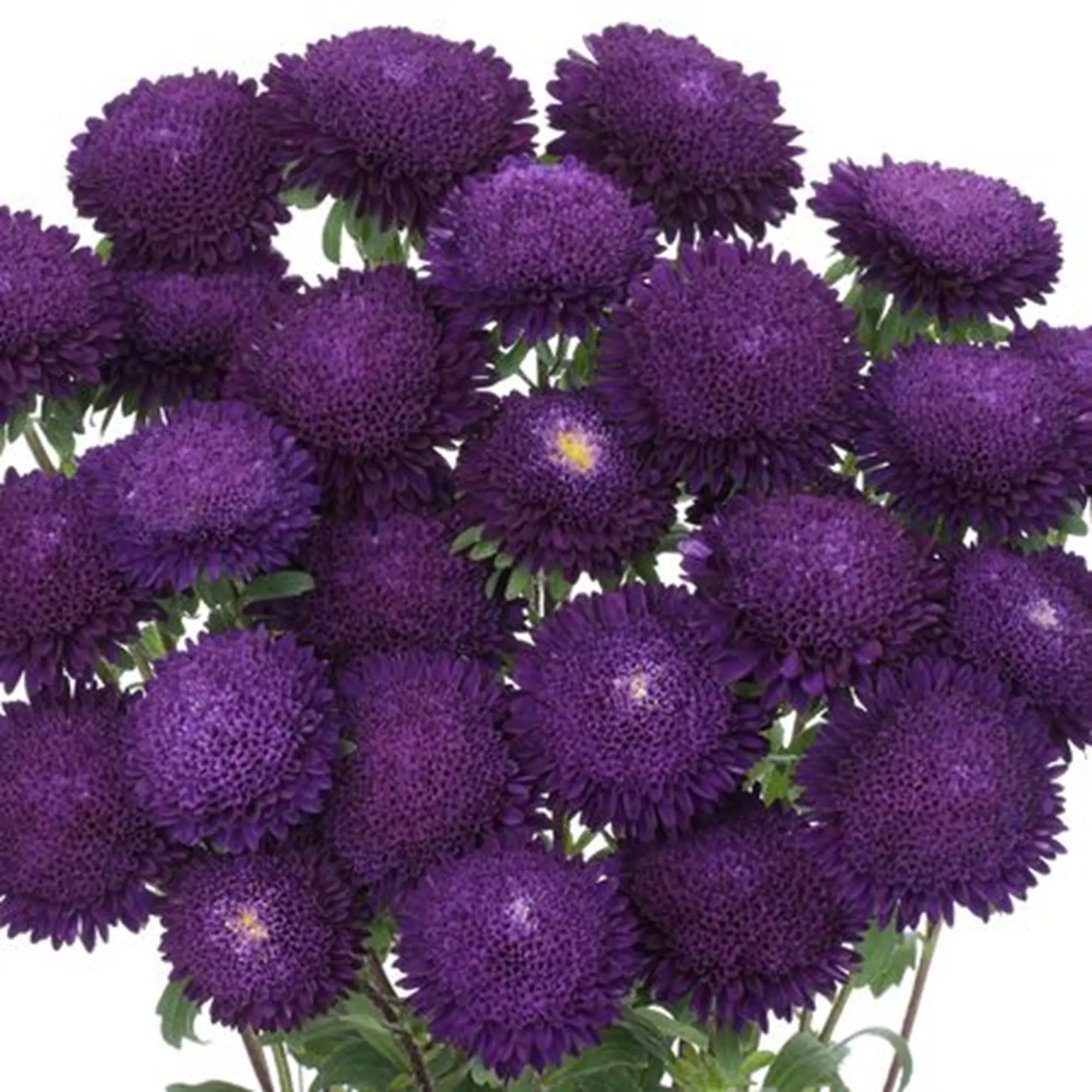Green River Blue Violet Aster Flower Seeds - 50 Premium Perennial Seeds for Cool-Toned Blooms, Pollinator-Friendly, Long-Lasting Late Summer Color, Ideal for Borders & Beds