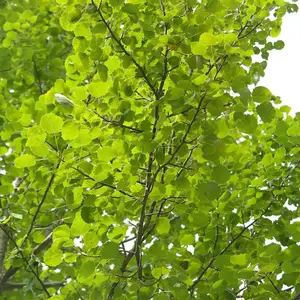 Hybrid Poplar Tree 2-3 ft (LIVE)