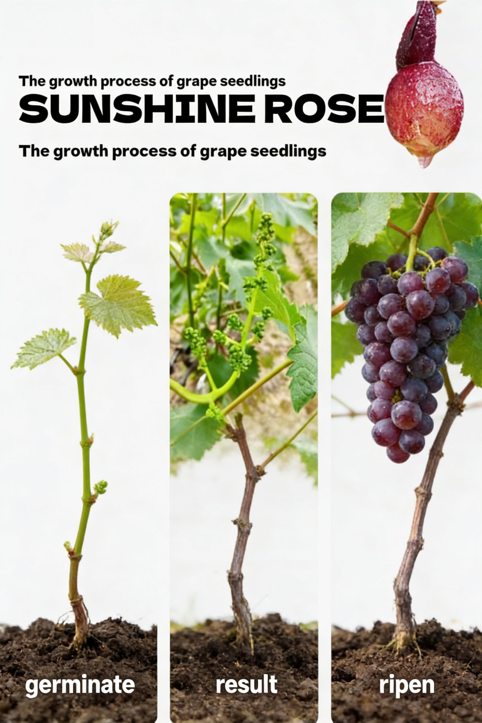 Kyoho Grape Vine Starter Plant – Big Juicy Purple Table Grapes for Backyard Garden, Climbing Fruit Vine for Trellis, Pergola & Patio Containers