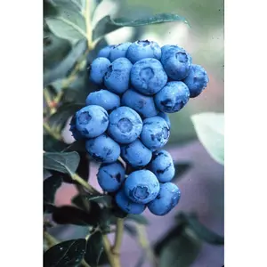 VACCINIUM 'DUKE'  G3