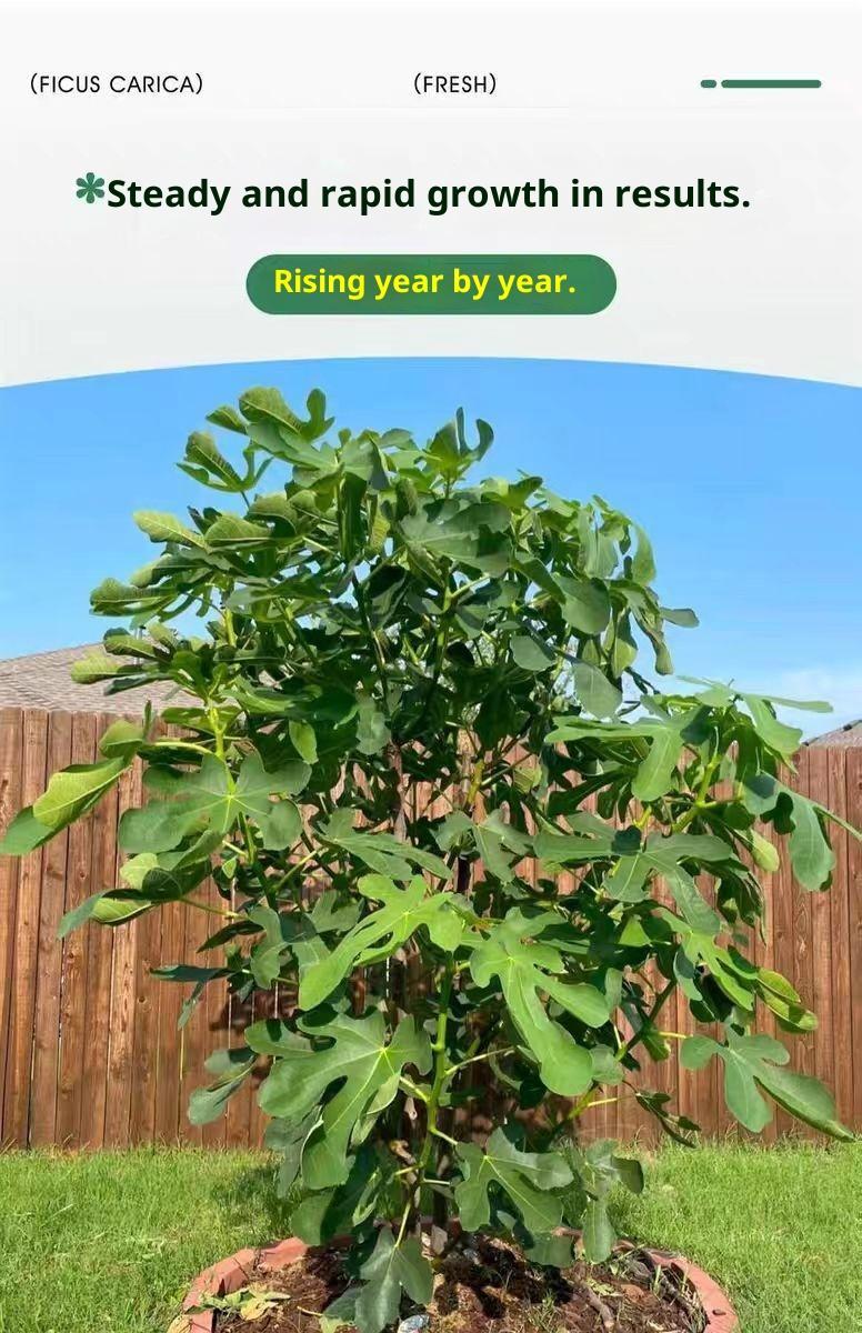 Heirloom Fig Tree Live Plant – Fast Fruiting, Sweet Non-GMO Figs, Easy to Grow Fruit Tree for Patio, Backyard & Container Gardening Heirloom Fig Tree Live Plant – Fast Fruiting, Sweet Non-GMO Figs, Easy to Grow Fruit Tree for Patio, Backyard & Container Gardening