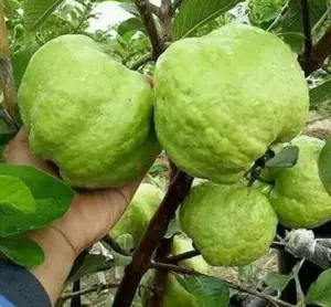 Big Indonesian guava (guava psidium) Guava Indonesia live fruit very rare tree (2-3ft)