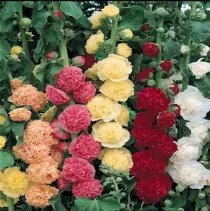 200pcs Double Hollyhock Seeds Radiant Rose' - Mixed Colors, Non-GMO Heirloom, Hardy Biennial for Vibrant &Tall Blooms