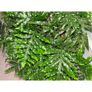 Kangaroo Paw Fern - Live Plants in 4 Inch Grower's Pots - Microsorum Diversifolium - Exotic Textured Foliage for Your Home Office Or Garden Space