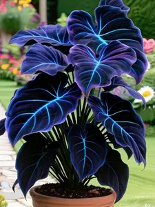 Hosta Seeds – Elegant, Low-Maintenance Plants for Shade Gardens